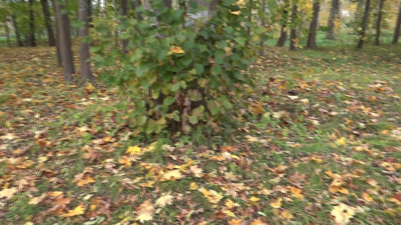 01.10.2016г. "АХ.КАКАЯ ОСЕНЬ ЗОЛОТАЯ". Красногородск