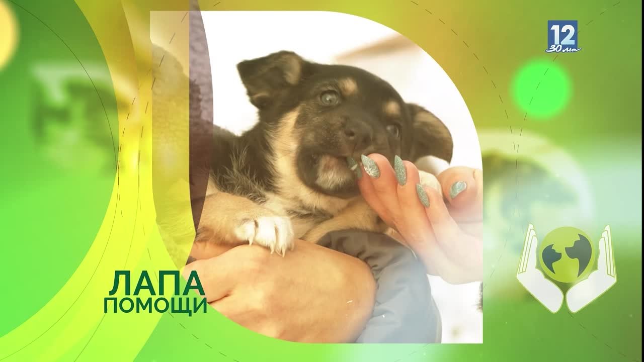Лапа помощи