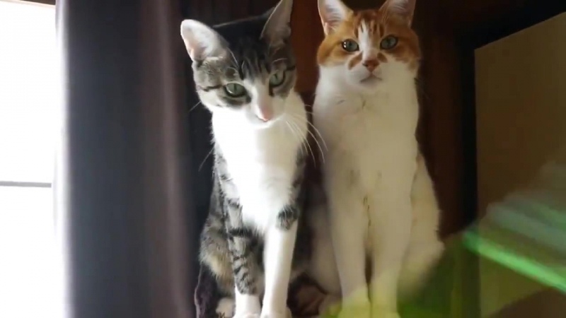 Котойога