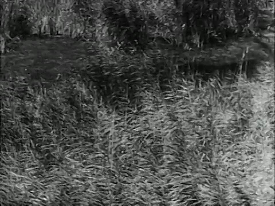 Кинофильмы 1959 г.