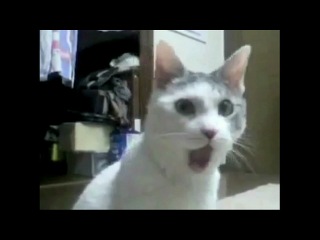 Смешные животные