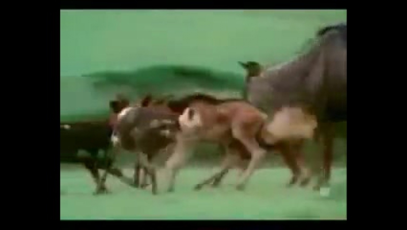 Видеоклипы