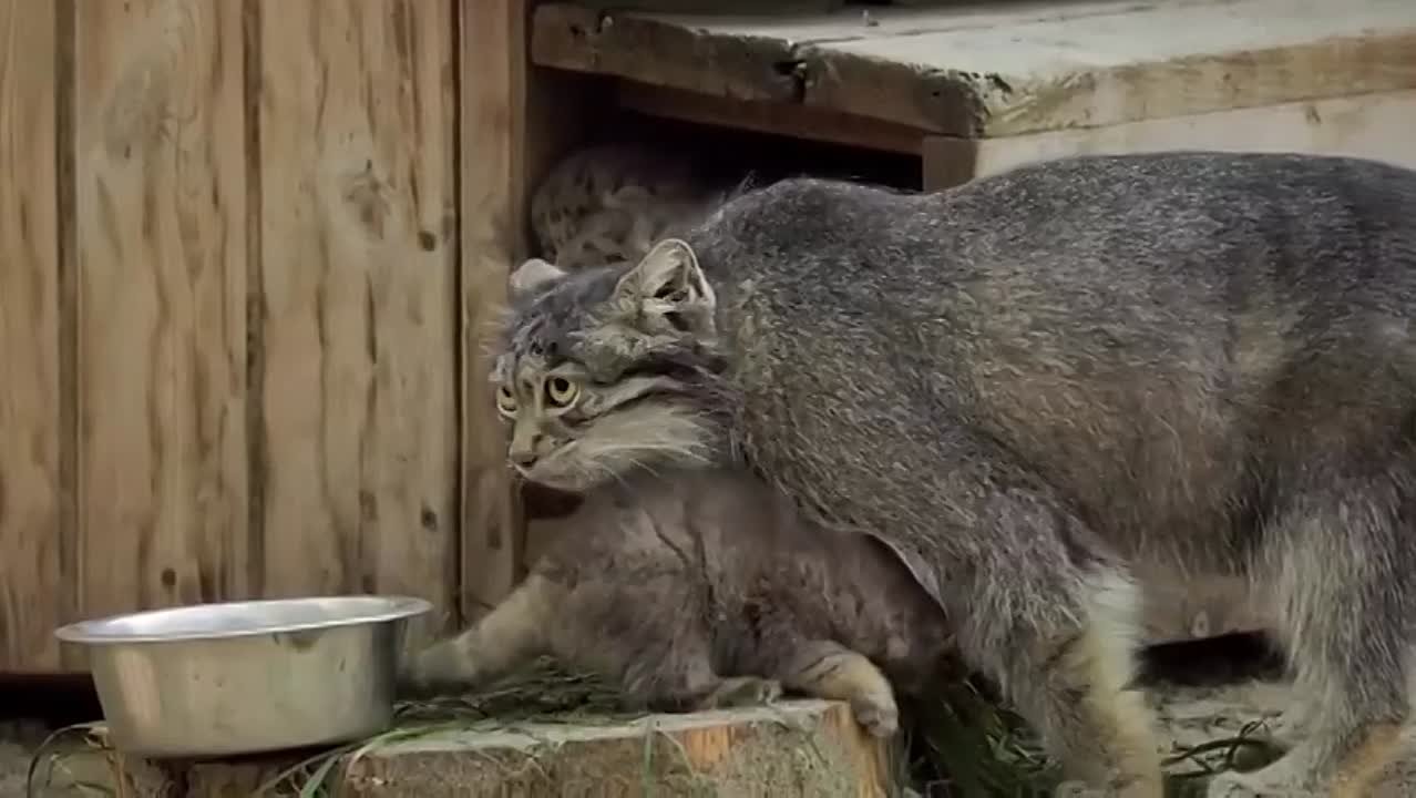 разное