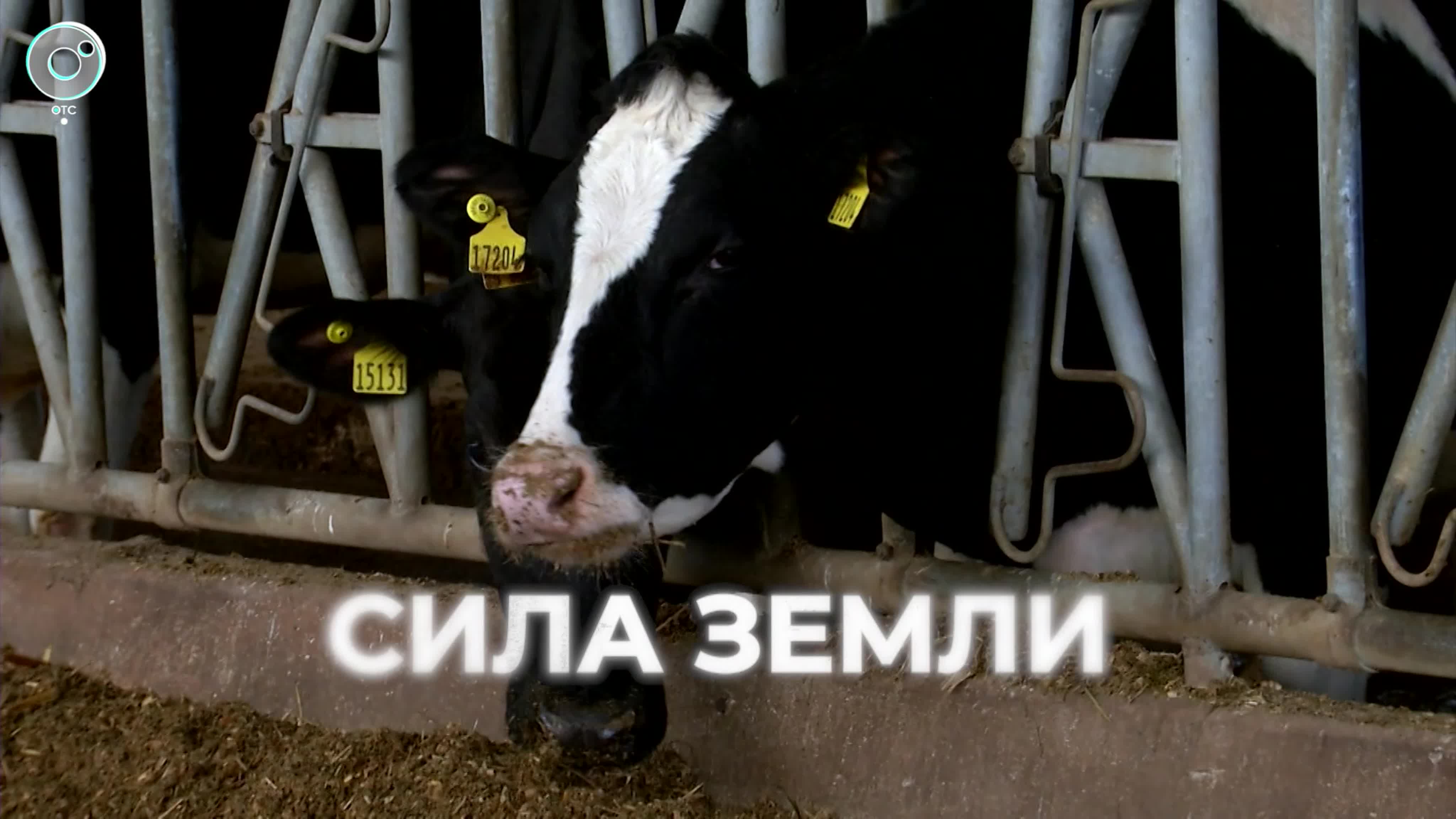 СИЛА ЗЕМЛИ | ПРОГРАММЫ