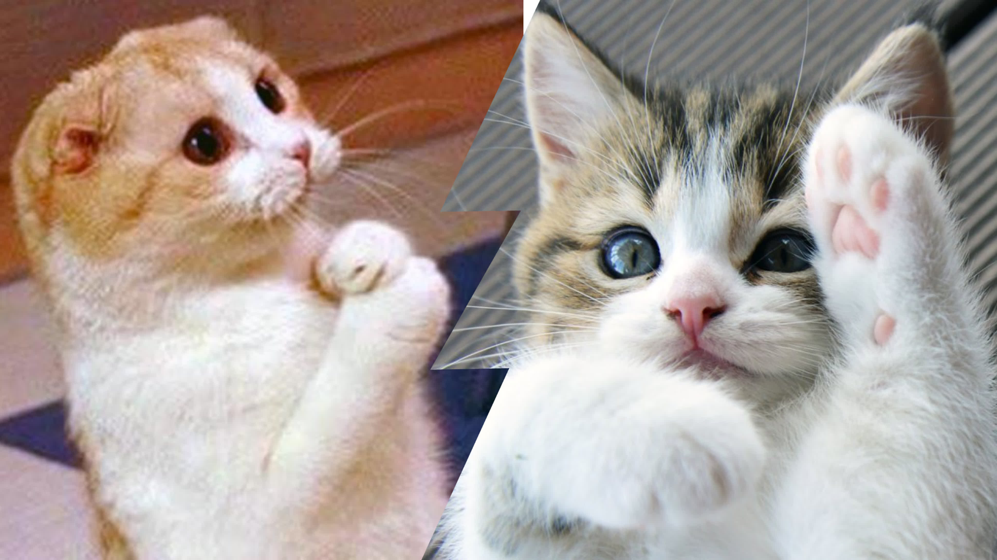 Mews News