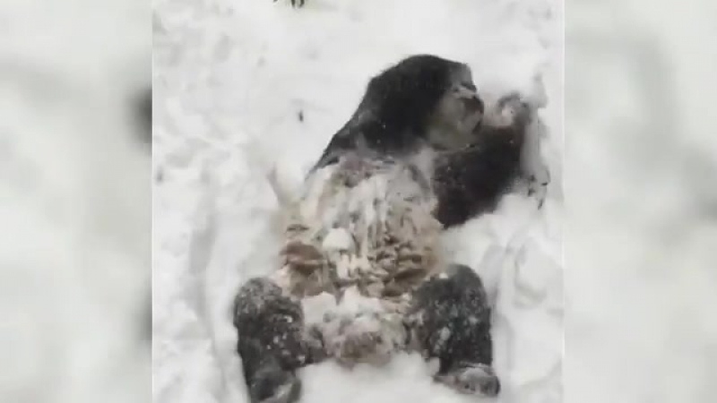 Смех и грех