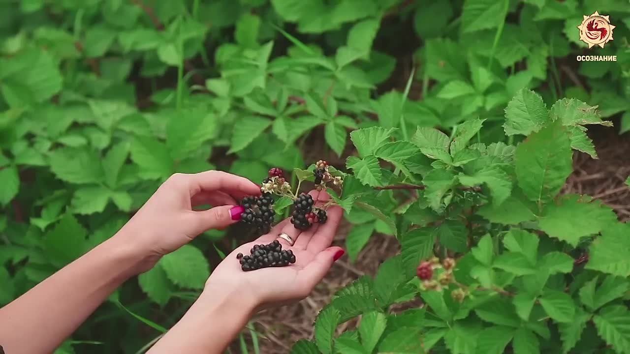 САКРАЛЬНАЯ МУЗЫКА.
