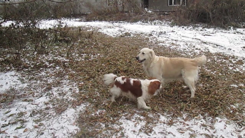 ККЧС - Вилли