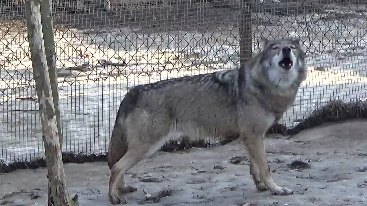 Животные