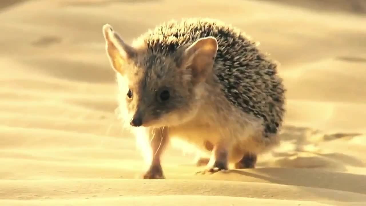 Ушастый ёж