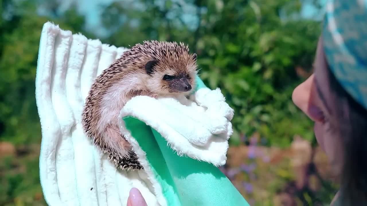 Ёжик Бруно