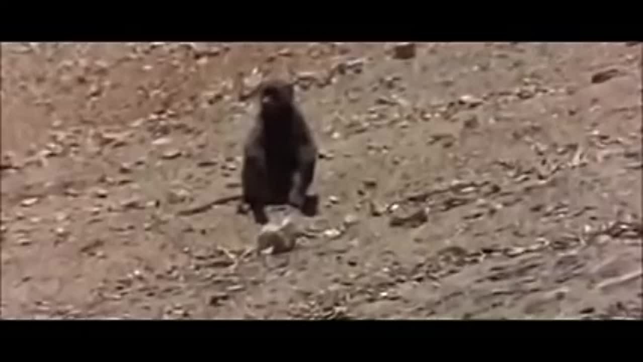 Fan-zona Абрахам