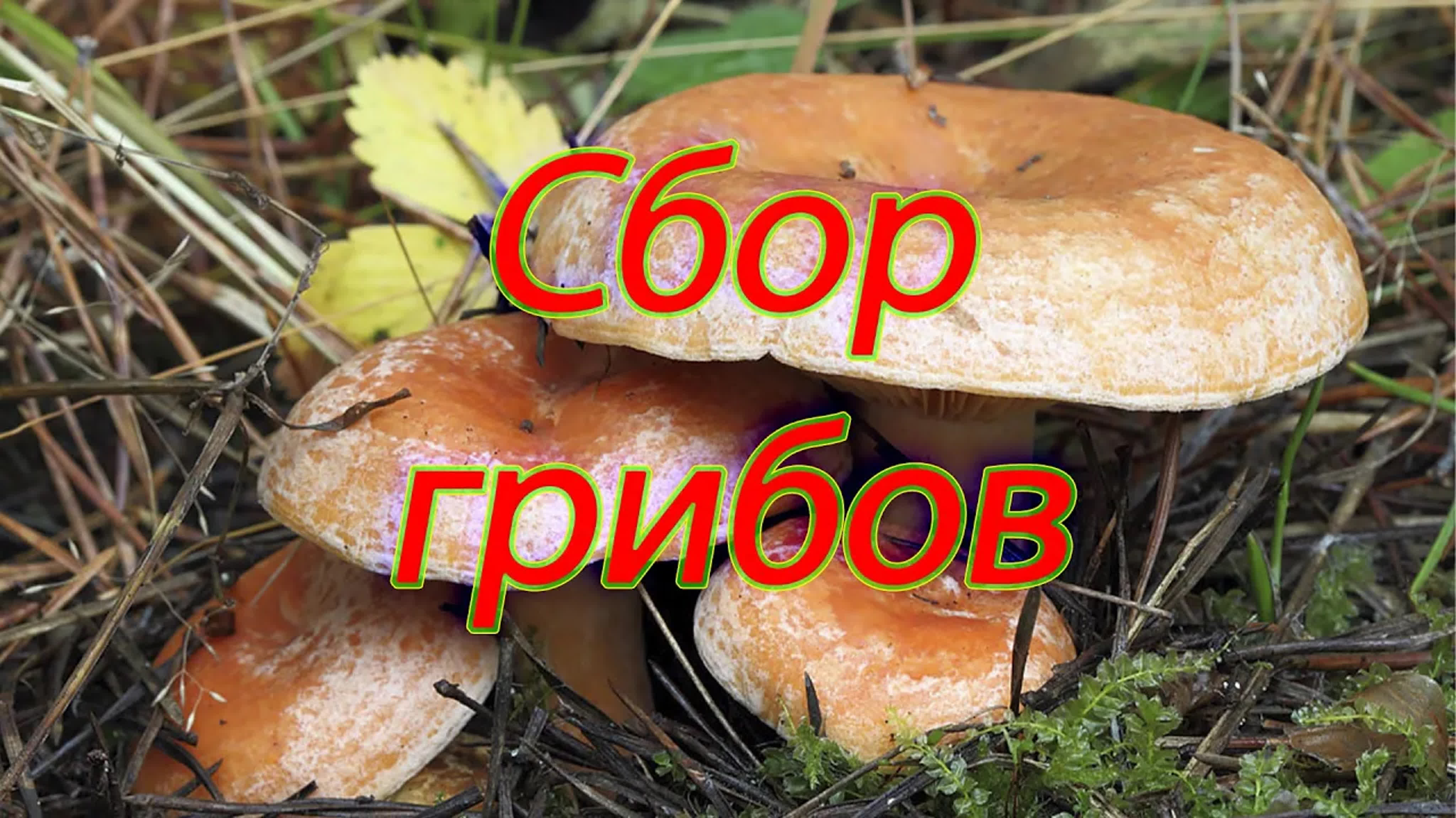 Грибы