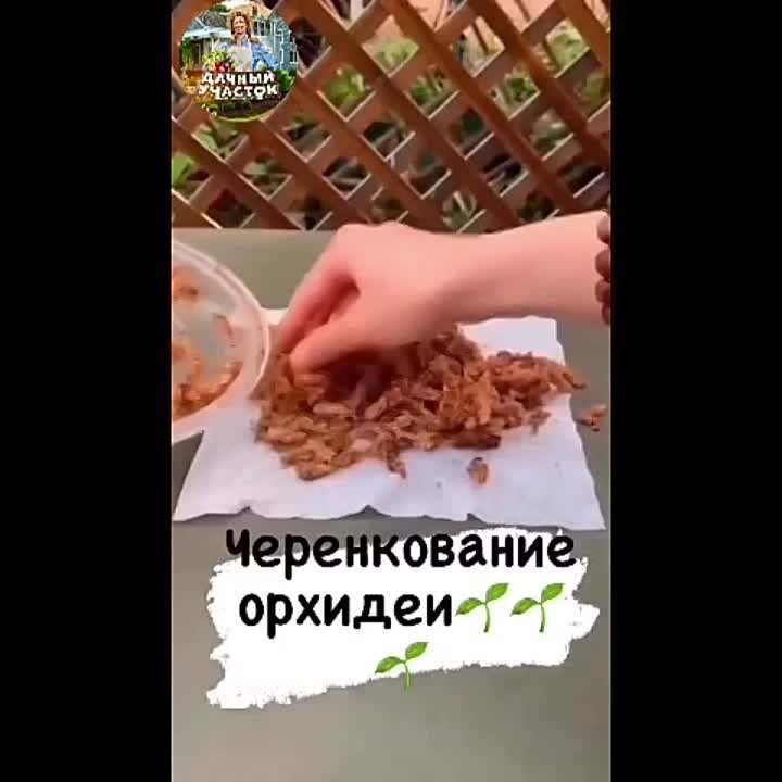 Комнатное цветоводство