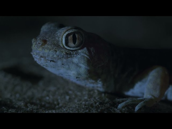 <Earth At Night In Color >