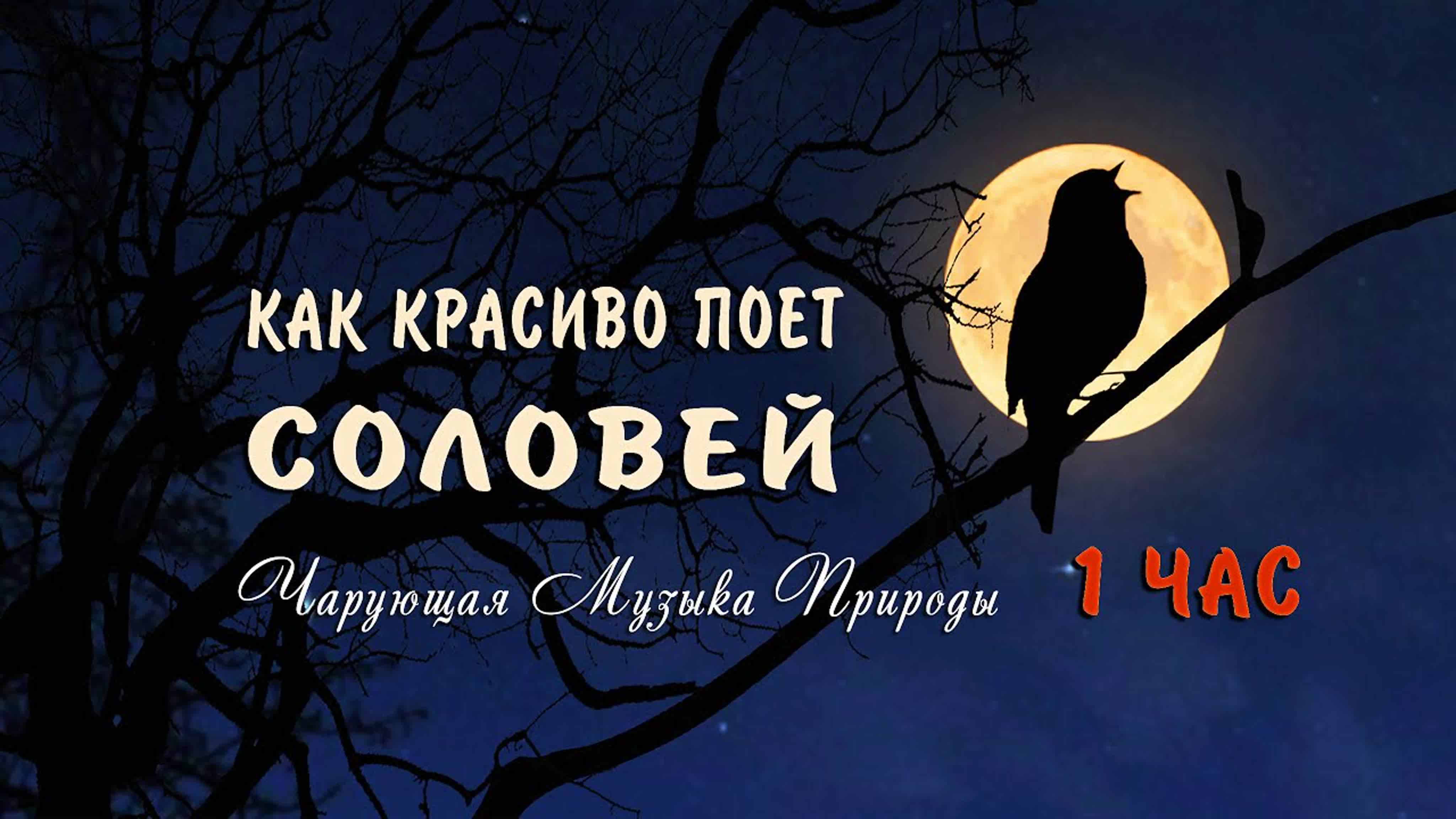 КАК КРАСИВО ПОЕТ СОЛОВЕЙ - ЧАРУЮЩИЕ ЗВУКИ ПРИРОДЫ - ШУМ ЛЕСА И ПЕНИЕ ПТИЦ ПОД МУЗЫКУ НА ГУСЛЯХ