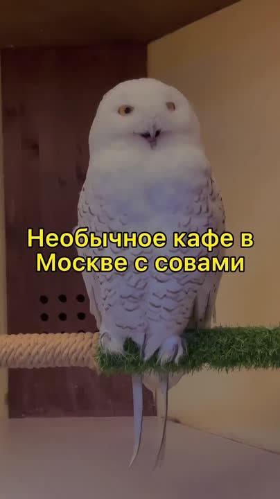 Наши совы