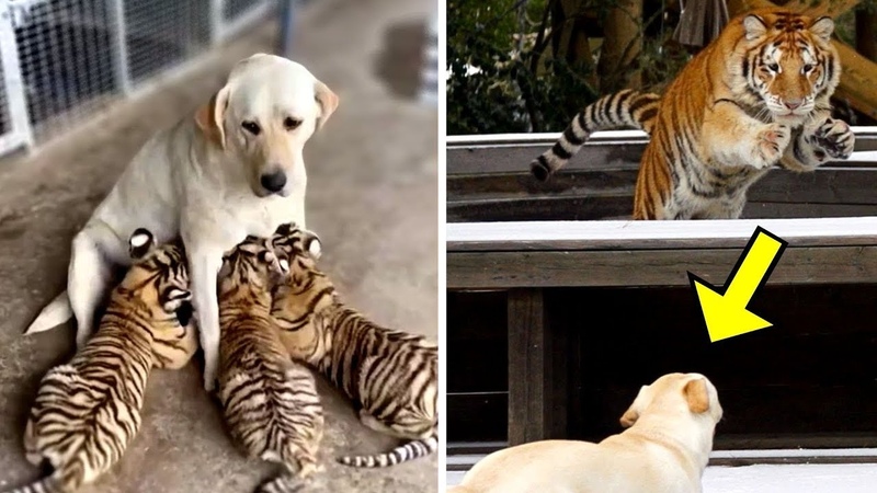 Animals