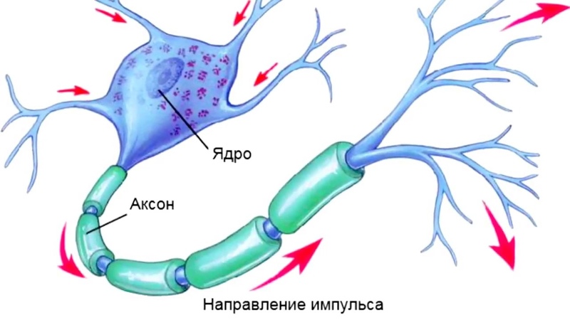 МИЕЛИН