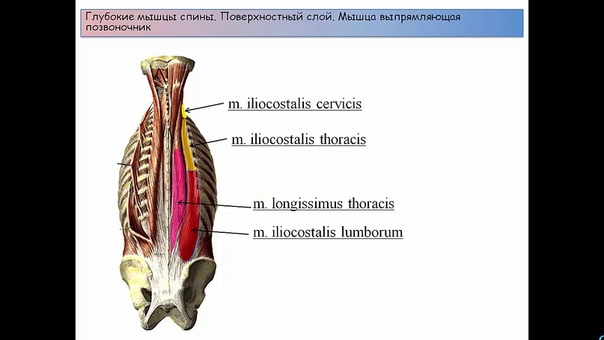 Мануальная терапия