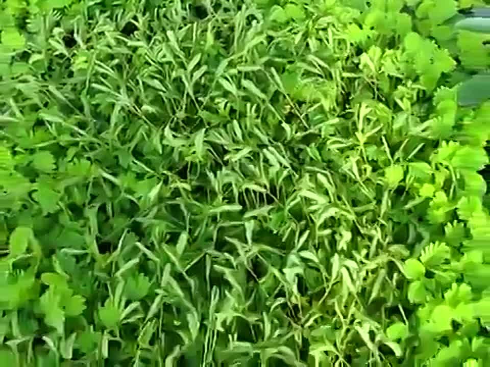 Растения