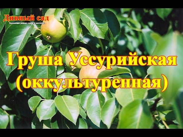 Груша Уссурийская (оккультуренная)