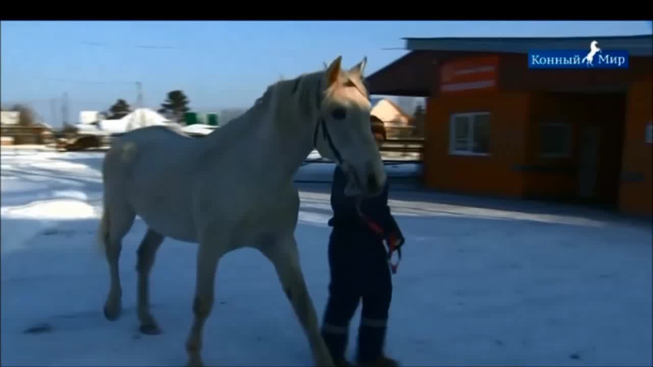 Конный завод "Орловский Фаворит"