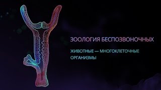 Зоология беспозвоночных