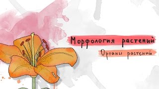 Морфология растений