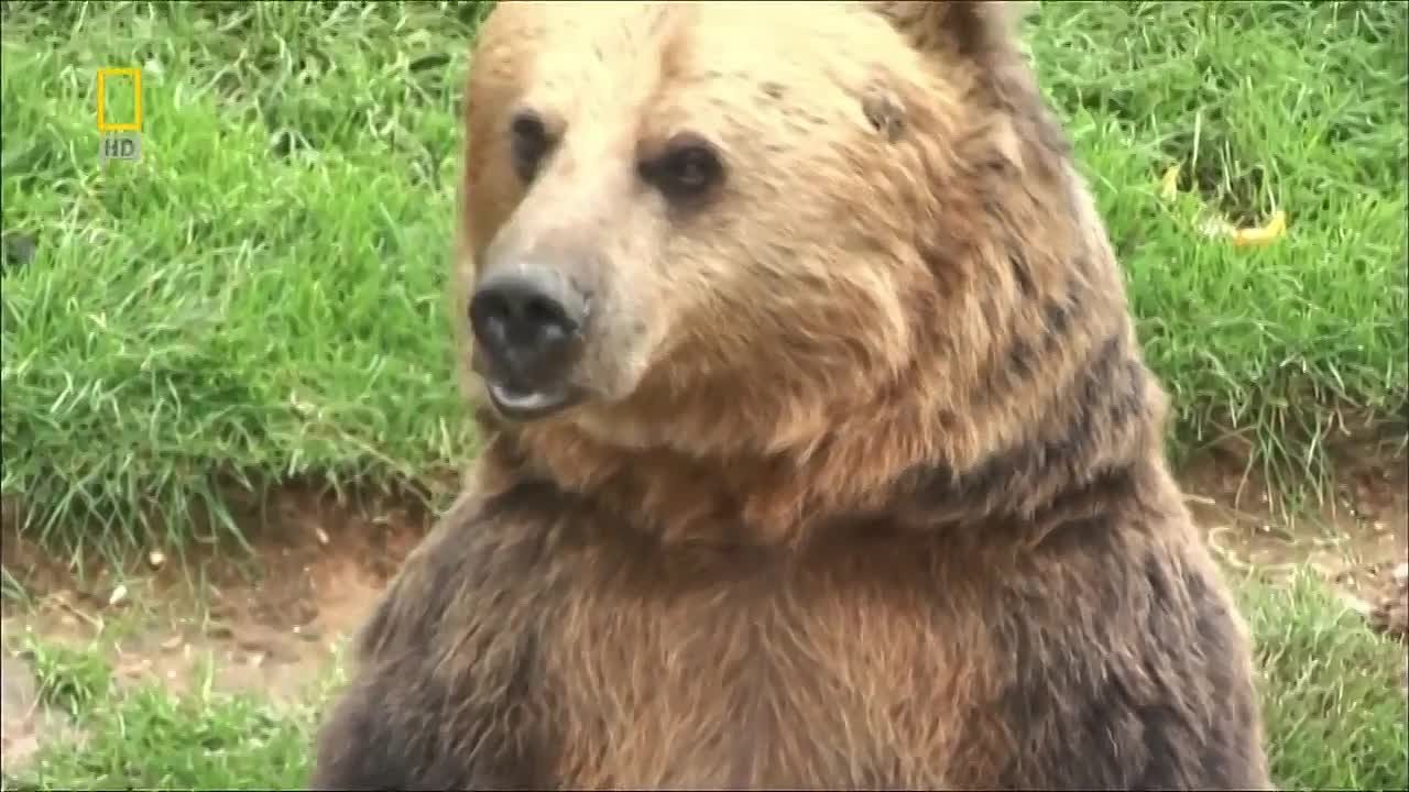 National Geographic. Пути эволюции (3 фильма из 3) / Evolutions