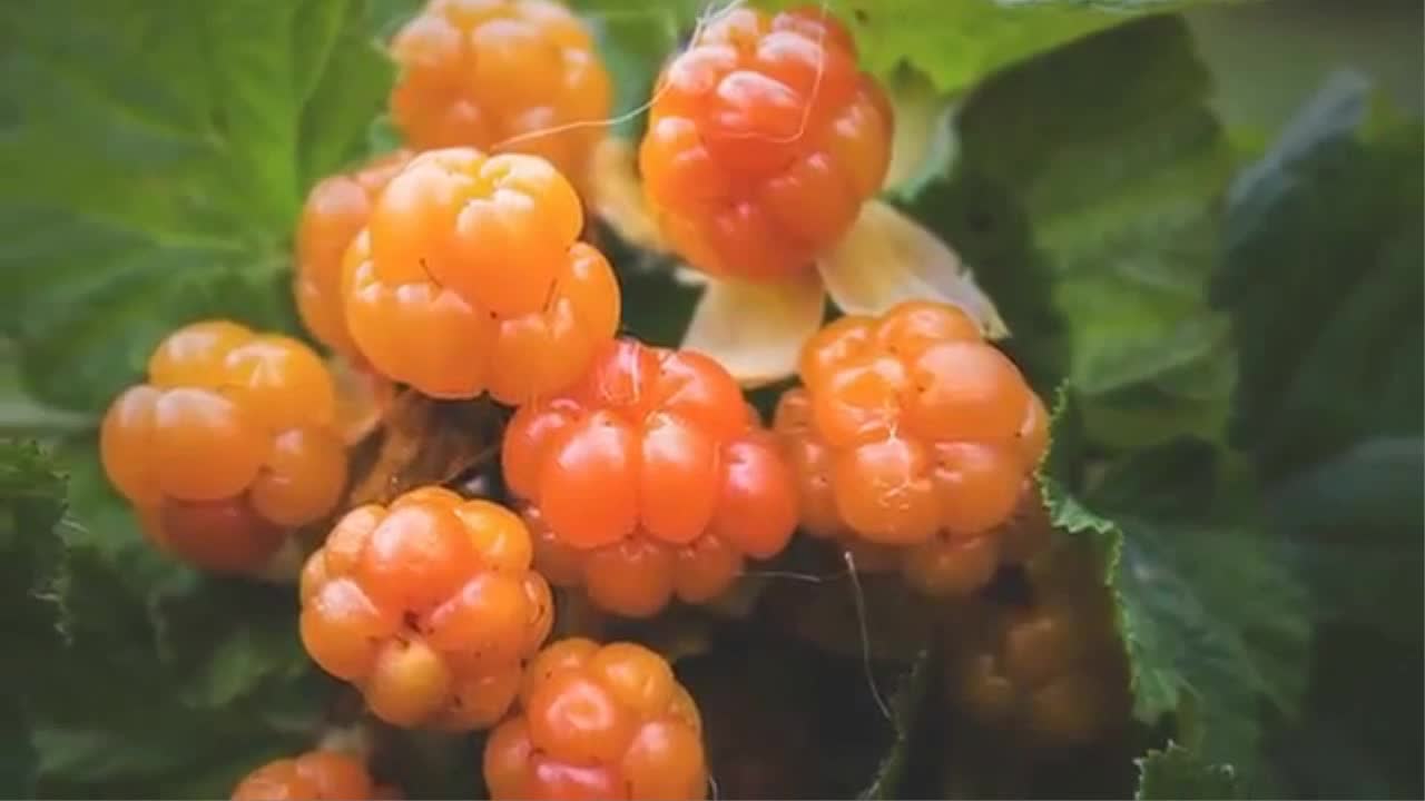 #слушаемРубцова