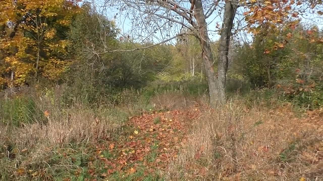 старинные видео нашего края