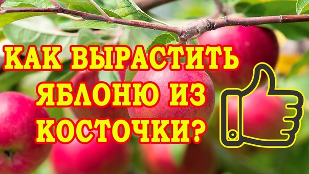 Агрономия