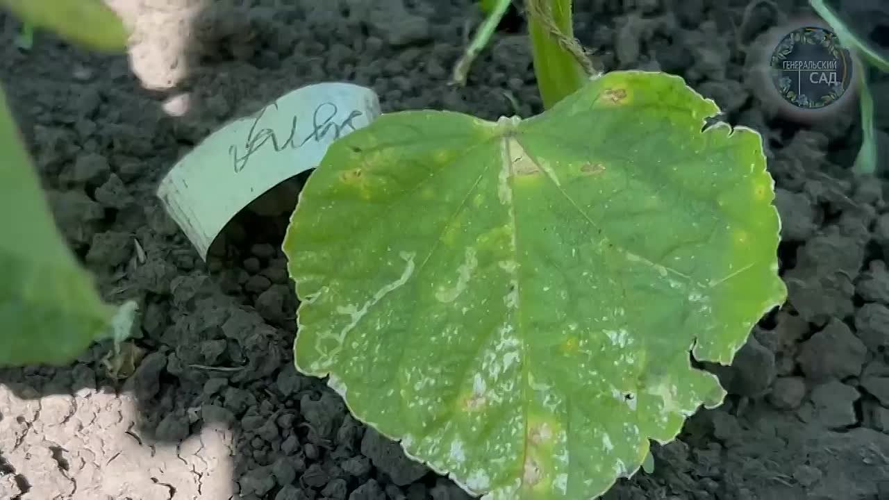 цветы и растения