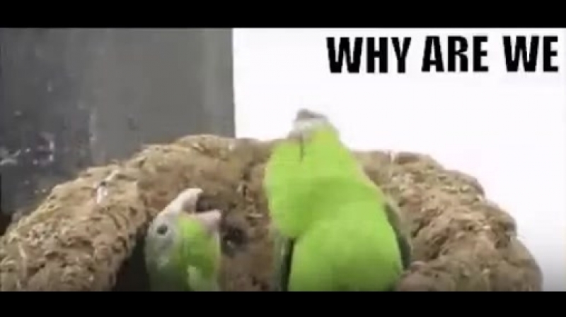 Смешные видео