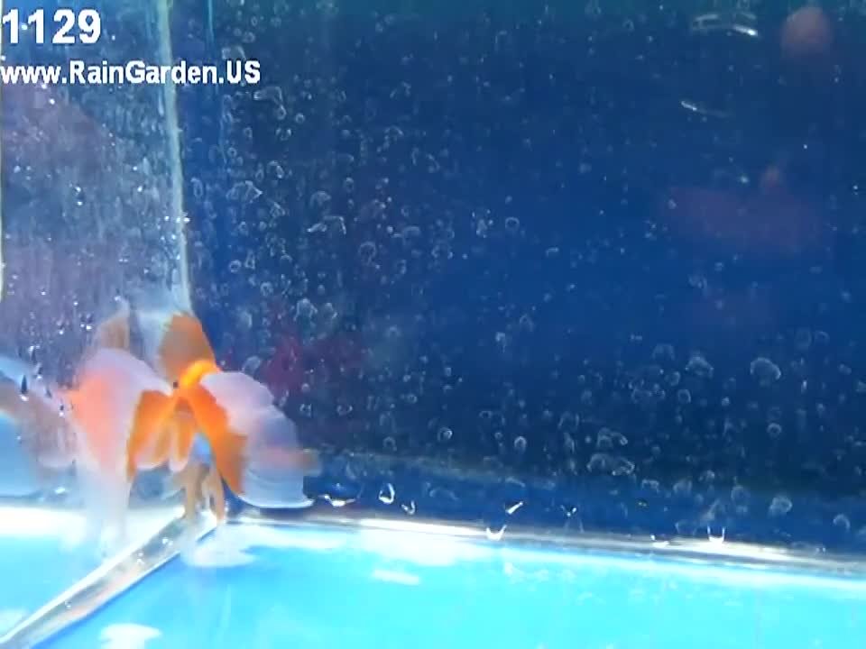 Вуалехвосты (Veiltail Goldfish. Филадельфийский Вуалехвост) Американского стандарта.