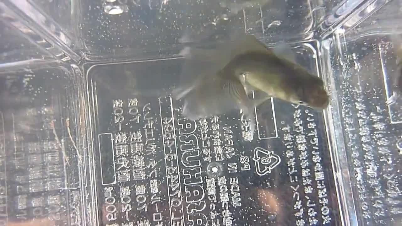 Ryukin