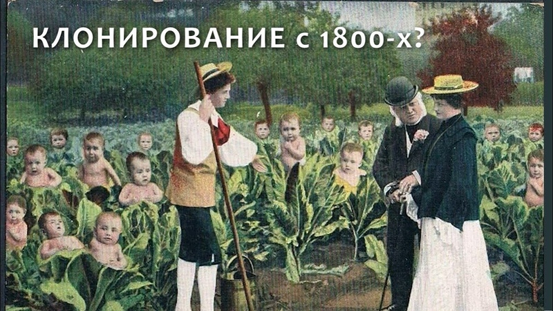Капустная история