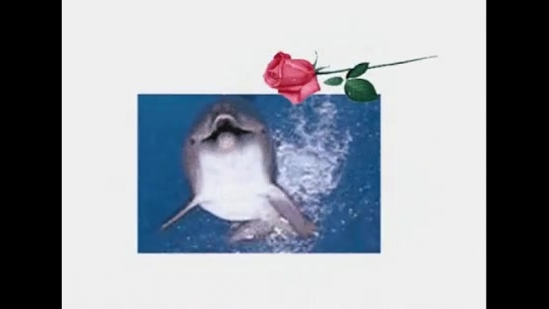 DELFIN   I   ROSA  !!!!!!!!!!!!!!!!!!!!!!!!!!!!!!!!!!!!!!!!!!
