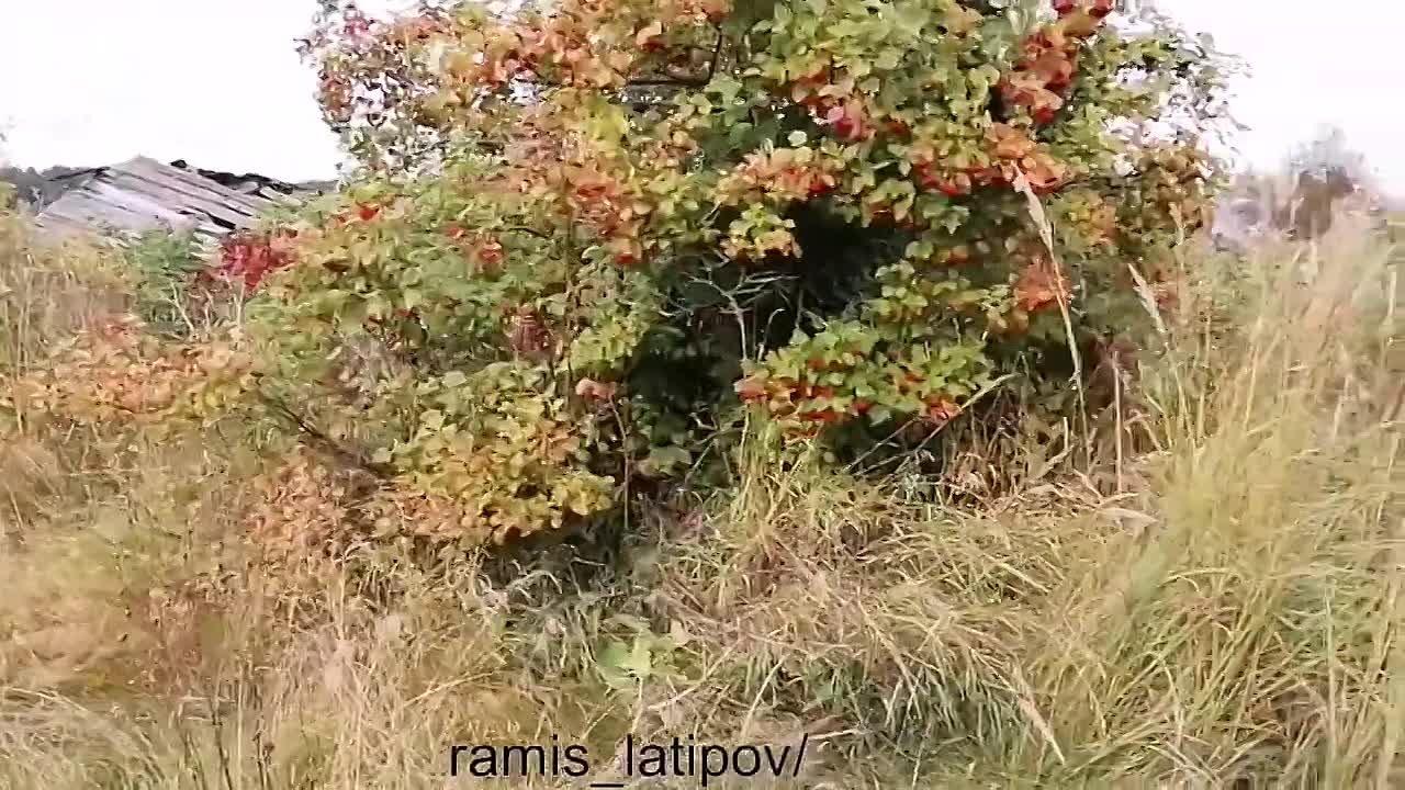 Эльмира Сөләйманова җырлары