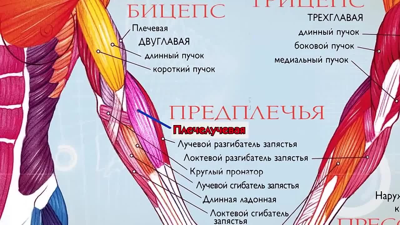 Анатомия йоги.