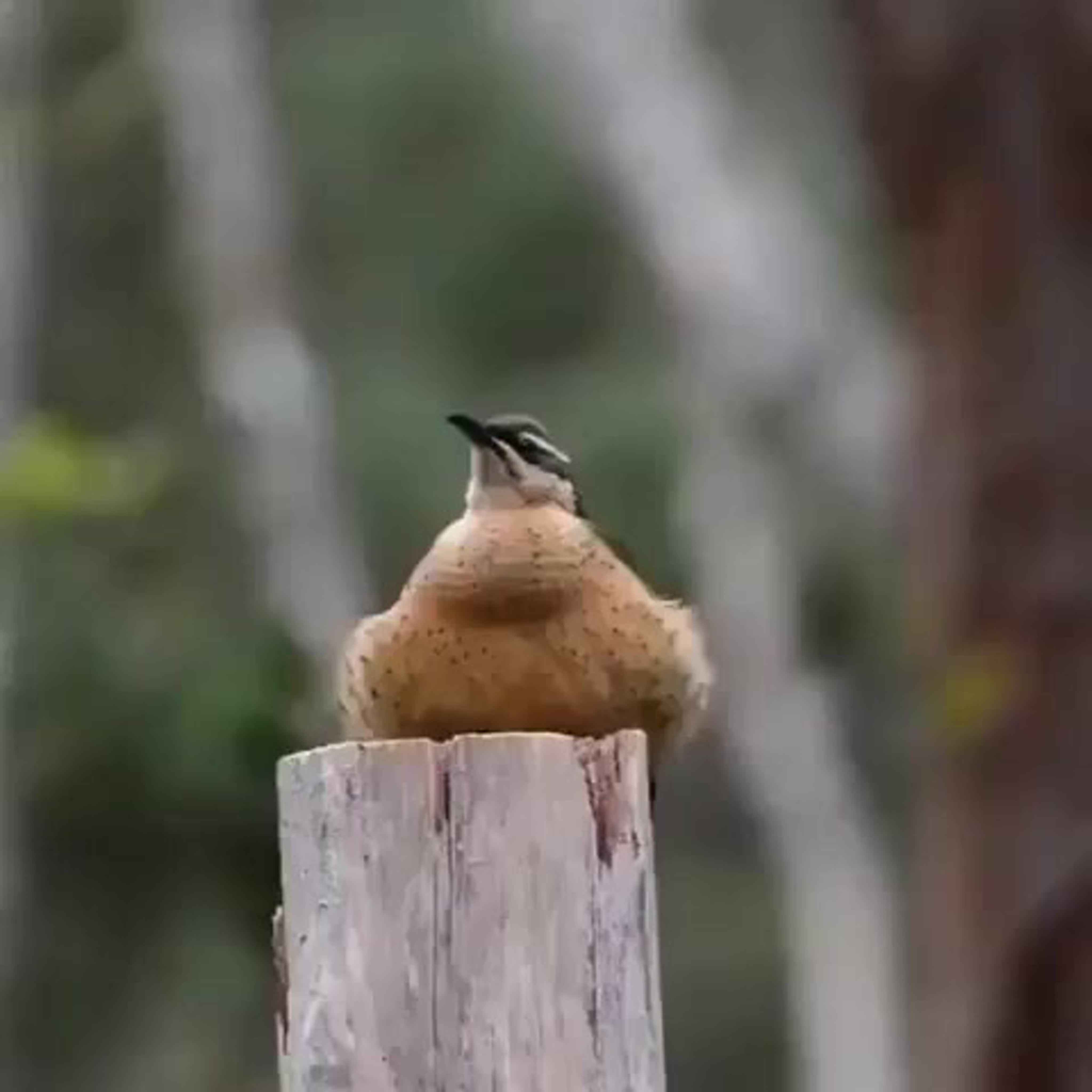 Забавные видео о животных.