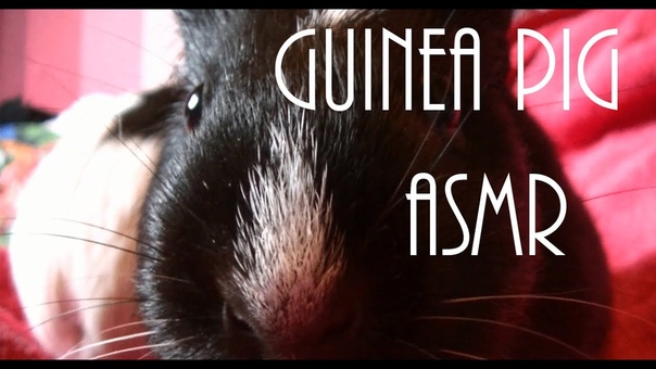 Животные❊Animals