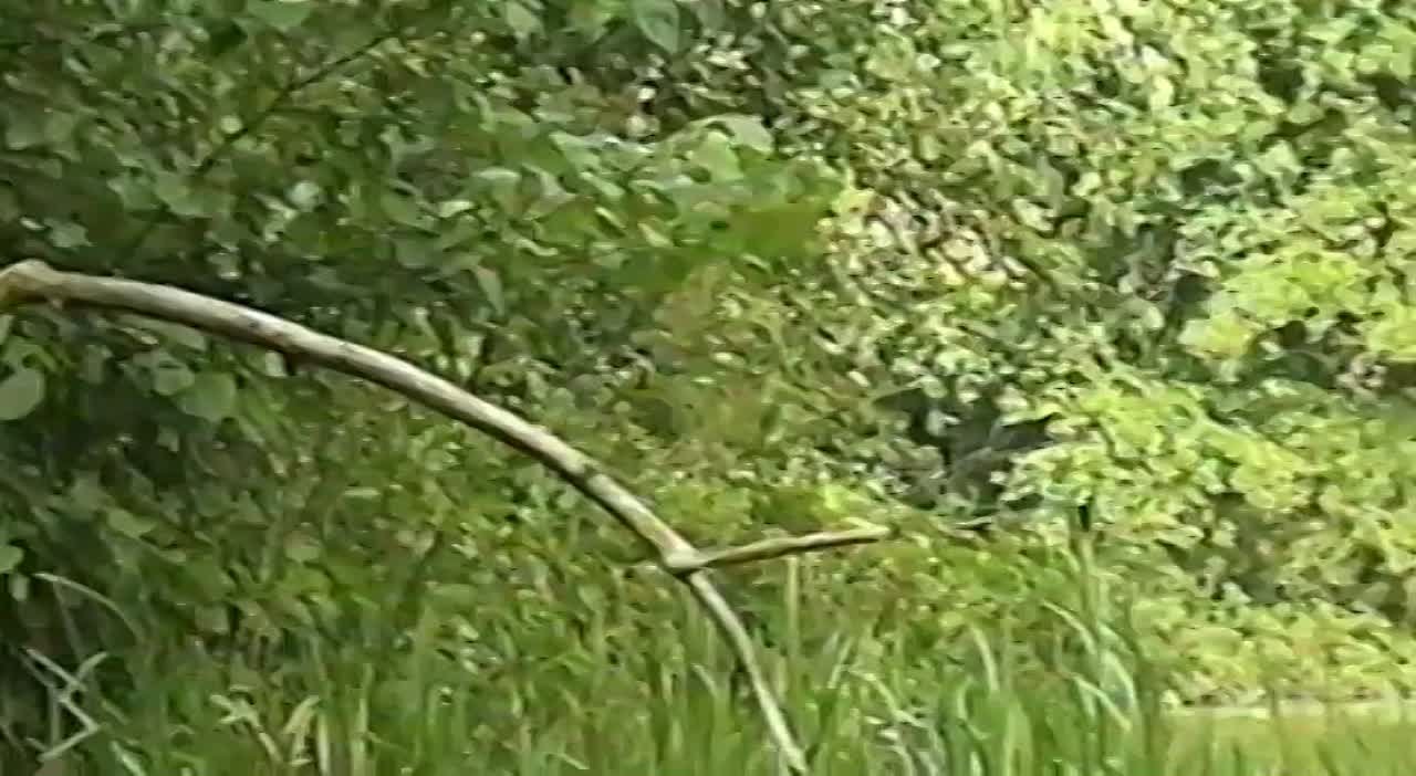 Детские песни (видео)