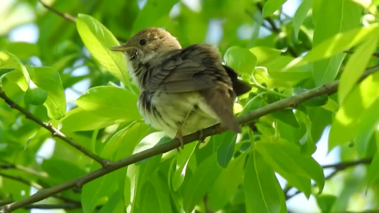 Бердвотчерские штучки