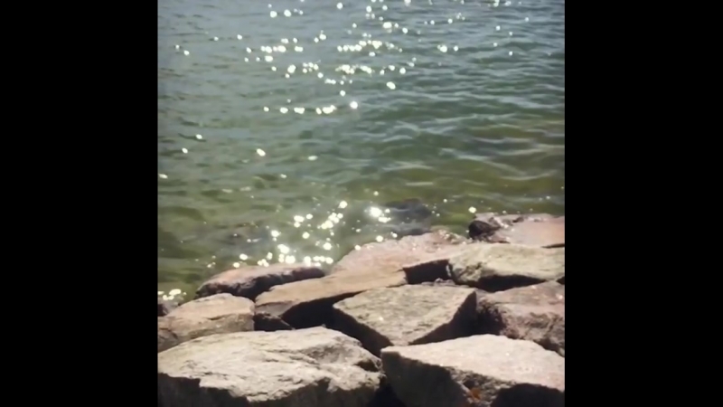 pauli video insta