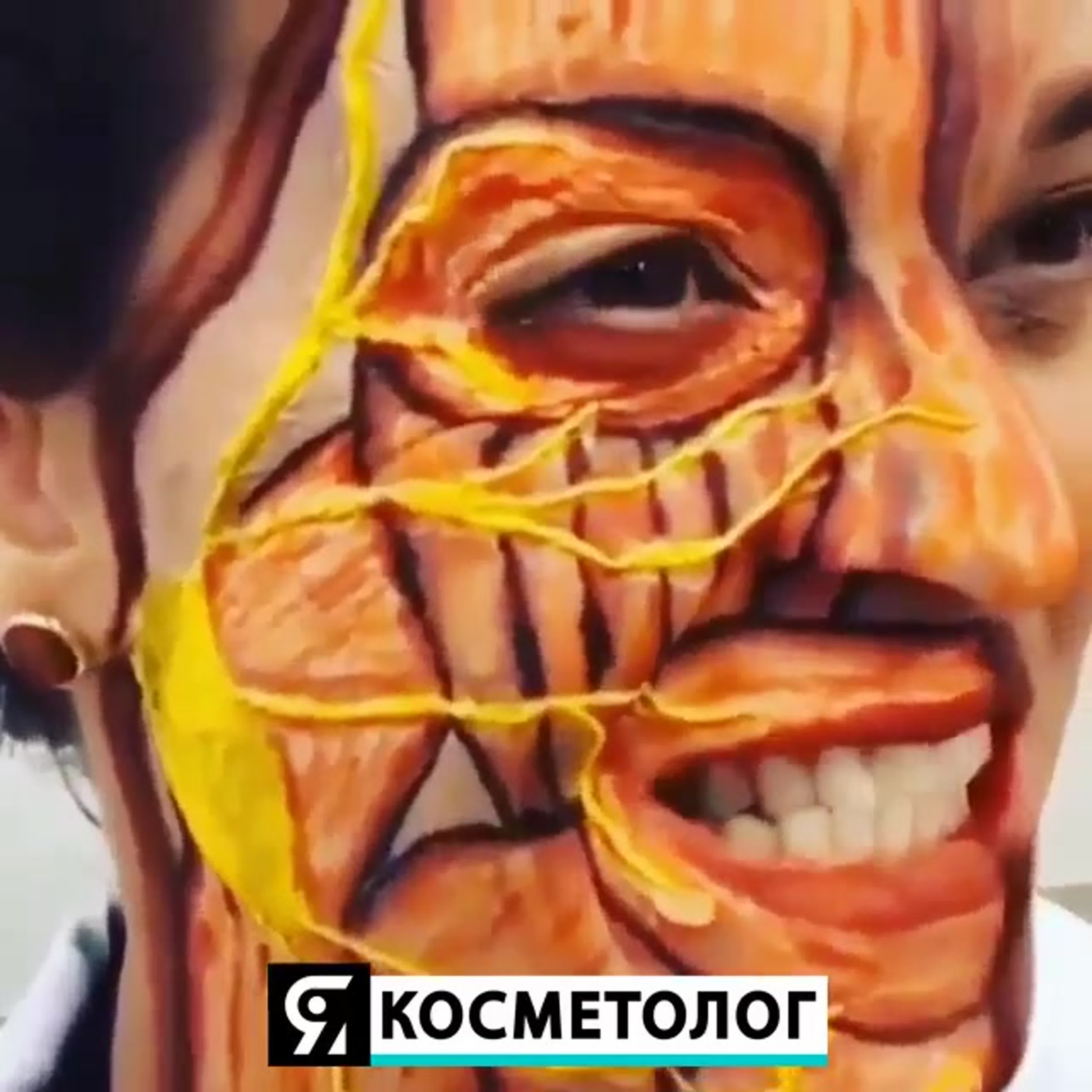 Анатомия лица для косметологов