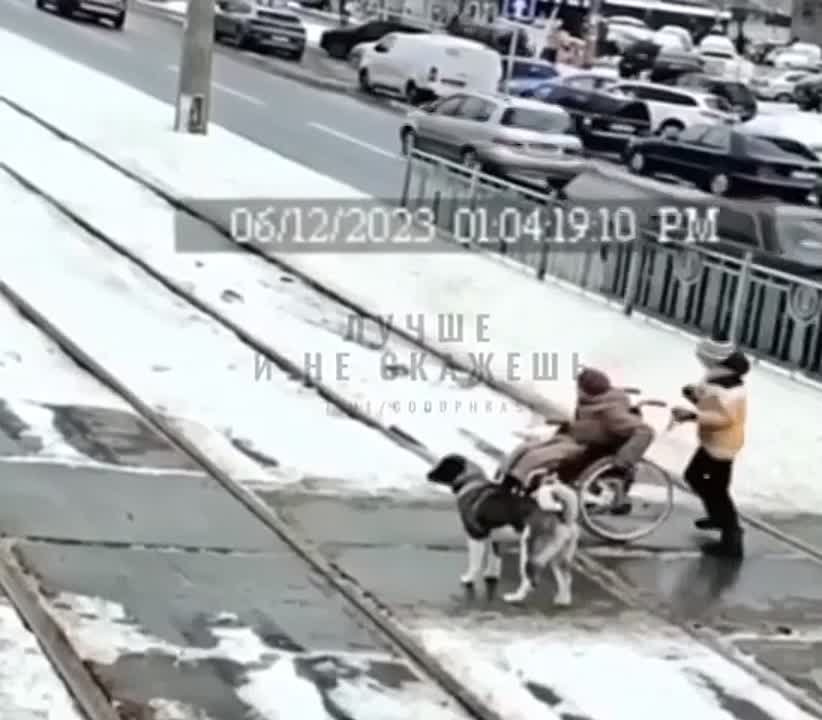 животные