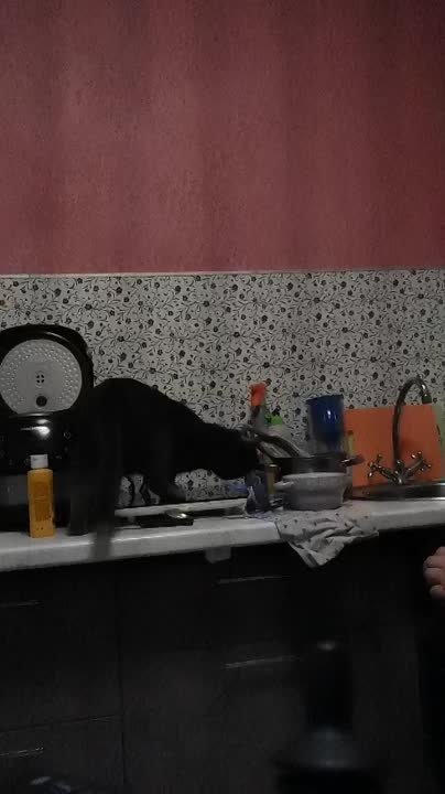 Мой кот Дым Дымыч