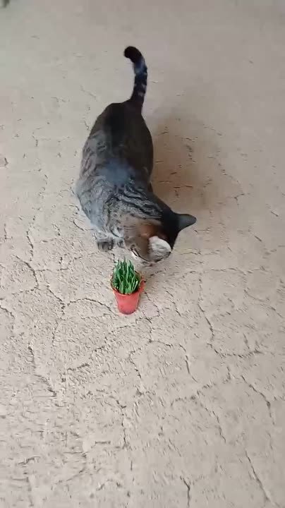 О ЖИВОТНЫХ